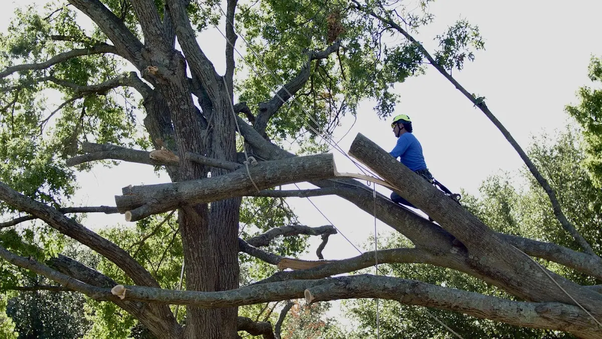 Professional Crown Thinning performed by certified arborists in Salvo